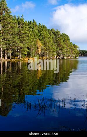 Pinède au bord du Loch Garten, eaux calmes, parc national de Cairngorms, Réserve naturelle d'Abernethy, Highlands écossais, journée d'automne calme. Banque D'Images