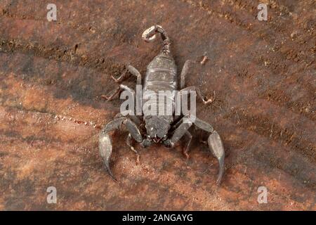 Euscorpiops sp. les araignées sont communs le long éperon clifts dans tout le nord-est de l'Inde Banque D'Images