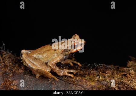 Xenophrys est une espèce d'amphibiens de la famille des Megophryidae. Ils sont trouvés dans le sud-est de l'Asie Banque D'Images