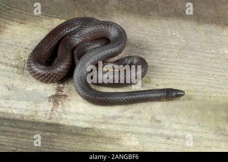 Trachischium serpents minces ou ver-manger les serpents, Natricinae sous-famille des Colubridés que de la famille. Endémique à l'Asie. Banque D'Images