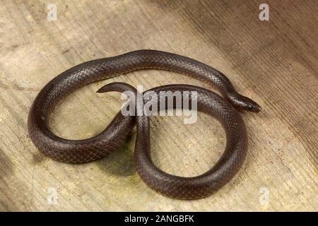 Trachischium serpents minces ou ver-manger les serpents, Natricinae sous-famille des Colubridés que de la famille. Endémique à l'Asie. Banque D'Images