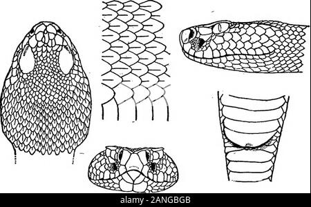 Catalogue de New York reptiles et batraciens . je pêcher, de Byron de patronage, Genesee Co. ajoute qu'Gebliard thistown dans leur habitat est un marécage de cèdre blanc, contenant une superficie de 1 000 hectares. ni d L'Audace de l'été, il leavetlie de marécage, et aller dans les champs voisins de grain, où l'theyremain jusqu'à l'automne, lorsqu'ils retournent dans le marais et hibernate.plus tard le dossier de leur présence dans l'état de New York ; et de SERPENTS DE NOETHEASTEEN UNITED STATES 387 l'espèce n'a jamais été noté à partir de l'un des autres membres falhngwithin la portée du présent document. Elle se produit Banque D'Images