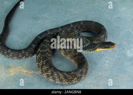 Pseudoxenodon macrops, communément connue sous le nom de bambou à grands yeux de serpent ou le faux cobra endémique à l'Asie. Banque D'Images