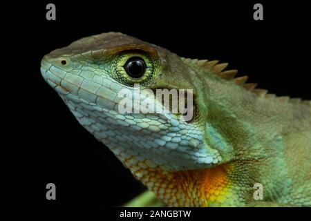 Pseudocalotes austeniana ou Abor Hills ou agama Annandale's dragon, est une espèce de lézard endémique de l'Asie dragon. Banque D'Images