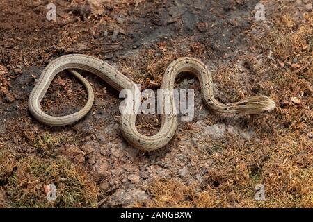 Psammodynastes pulverulentus, la maquette commune viper, est une espèce de serpent originaire d'Asie. Banque D'Images