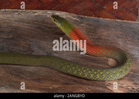 KEELBACK à COL ROUGE, Rhabdophis subminiatus VENOMOUS COMMUN, famille des Colubridae. L'espèce est endémique à l'Asie. Banque D'Images