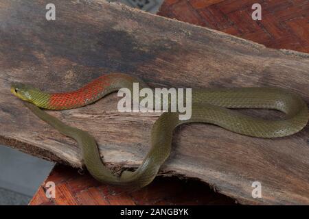 KEELBACK à COL ROUGE, Rhabdophis subminiatus VENOMOUS COMMUN, famille des Colubridae. L'espèce est endémique à l'Asie. Banque D'Images