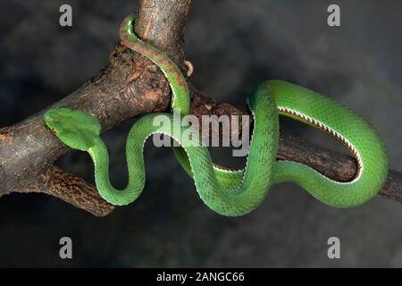 Trimeresurus popeiorum ou pape's Pit Viper venimeuse, originaire du nord et du nord-est de régions de l'Inde Banque D'Images