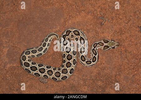 Un jeune Russell's viper qui a été sauvé sous forme le campus de BCN, Bangalore Banque D'Images