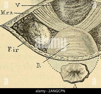 Traité de gynécologie clinique et opératoire . ...  :&Gt ; ? ?. ? .  : - ?  ? . Y-. Banque D'Images