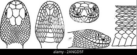 Catalogue des reptiles et batraciens de New York .^ numerousin prés de Colombie-Britannique et de Dutchess comtés. De Kay, 42 Dittnars (96, p. 23) fait état d'occurrences chez Alpine N. J.,et dans la région de Putnam, Westchester et Dutchess comtés, N. Y. beaucoup plus communs que le rattler. Certains sont tués dans la région de Hay-tields dans le quartier de Highland Falls, Orange co. chaque année.Mearns. 98, p. 327 386 NOUVEAU VOEK STATE MUSEUM se produit dans les marécages et les terrains bas en orange et Dutchesscounties, mais rares dans les Highlands. Eckel. 1901, p. 154 très commun dans le comté de Rockland. Wallace. 1901Le serpent du lait (p. 374) ; l'eau sn Banque D'Images