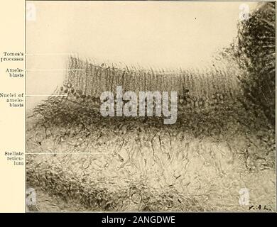 Principes et pratique de la dentisterie opératoire . mangé endoplasmique formant dentaire la dentine j&gt;ai&gt;ill;v Fig. 137.-section transversale du follicule dentaire, montrant la première couche d'améloblastes. (V. A. Latham.) X 325.. La section a cessé de développer les molar, montrant l'améloblastes. (V. A. Latham.) X 1000. Banque D'Images