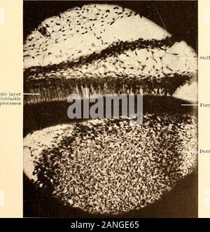 Principes et pratique de la dentisterie opératoire . L'odontome améloblastique layerand. mangé endoplasmique formant dentaire la dentine j&gt;ai&gt;ill;v Fig. 137.-section transversale du follicule dentaire, montrant la première couche d'améloblastes. (V. A. Latham.) X 325. Banque D'Images