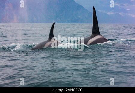 La paire de l'épaulard migrateur voyage à travers les eaux de la Baie d'Avacha, du Kamtchatka Banque D'Images