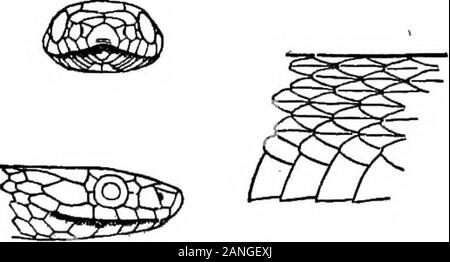 Catalogue des reptiles et batraciens de New York . Banque D'Images
