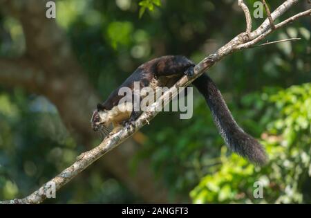 L'écureuil géant noir ou écureuil géant malais, Ratufa bicolor, Assam, Inde Banque D'Images