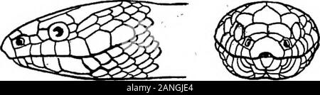 Catalogue des reptiles et batraciens de New York . Banque D'Images
