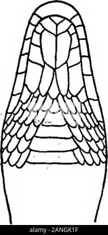 Catalogue des reptiles et batraciens de New York . Banque D'Images