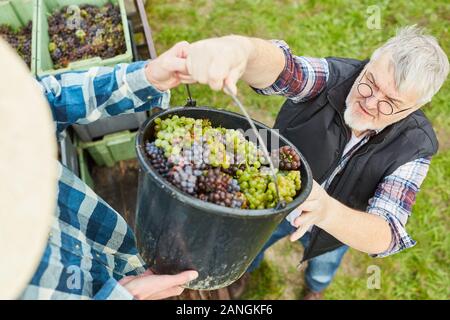 Travailleur de la récolte du raisin dans le vignoble avec un seau rempli de raisins Banque D'Images