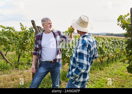 Weinbauer vérifie l'état de maturité des raisins avant leur récolte dans le vignoble Banque D'Images