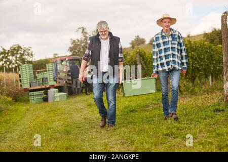 Deux aides de récolte récolte une boîte avec des raisins frais dans le vignoble Banque D'Images