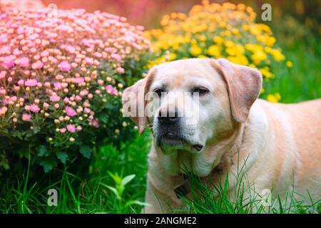 Labrador retriever dog couché dans l'herbe dans le jardin d'été près de blossoming chrysanthème Banque D'Images