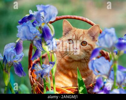 Gingembre mignon chaton assis dans un panier dans le jardin à côté d'iris fleurs Banque D'Images