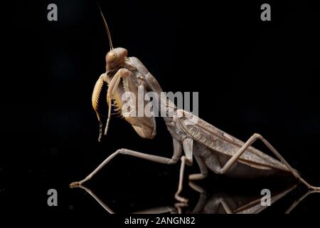 Asian Brown Giant Praying Mantis (membranacea). â€" isolé sur fond noir. Banque D'Images