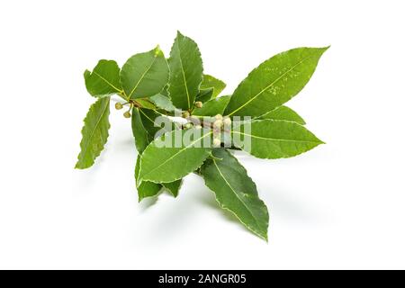 Laurier frais avec les feuilles des rameaux isolé sur fond blanc. Laurus nobilis Banque D'Images