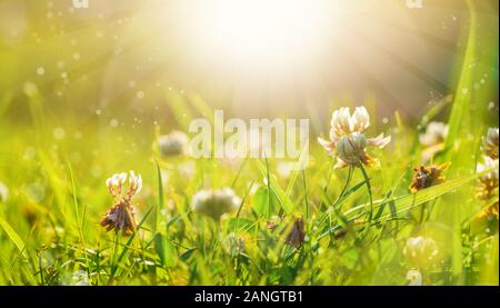 Printemps De L'Art Fond Vert Naturel, Clover Fleurs Après La Pluie Banque D'Images