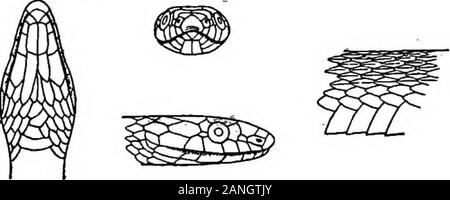 Catalogue des reptiles et batraciens de New York . Banque D'Images