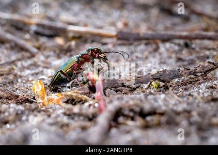 Green tiger beetle (Cicindela campestris) Banque D'Images