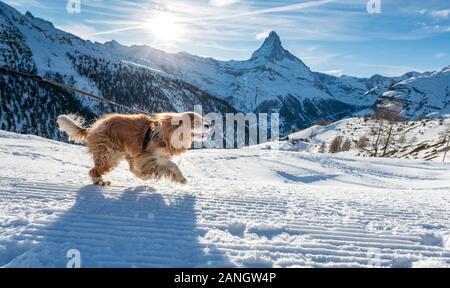 L'exécution de cocker anglais dans le show en face de Cervin à Zermatt dans les Alpes Suisses Banque D'Images