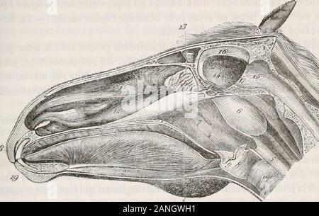 Traité d'anatomie comparée des animaux domestiques . ume à écrire. Ilcommence, par un cul-de-sac, au niveau de la deuxième dent molaire, longe dar^rièreen avant le bord inférieur du vomer, where he is enveloppé par une sortede gaîne cartilagineuse, dépendance de la cloison nasale, et se termine comme nousavons dit, après un trajet de 12 centimètres environ. La structure de ce conduitrappelle celle des canaux excréteurs des glandes : on trouve évidemment deux cou-ches dans ses parois, lune, muqueuse interne, très riche en follicules et plisséelongitudinalement, lautre interne, de nature fib Banque D'Images