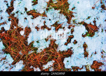Vieille herbe sèche et les premières pousses de printemps vert recouvert de neige blanche fond naturel, vue d'en haut Banque D'Images