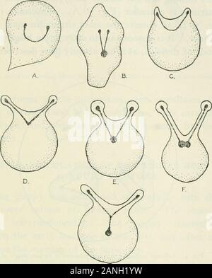 Annales de la médecine tropicale et de parasitologie . Fig. 2. Corpuscule infectés contenant quatre parasites. La partie supérieure de l'un des quatre est ovale, andis Leishmania-comme ; les trois inférieurs montrent des masses de chromatine lâche. Dans un cas, dans un 15 heures de culture, un likeoval-Leishmania remarquable formulaire a été vu, avec noyau et blepharoplast (Fig. 2, ovalparasite). Répartition des parasites dans de nombreux exemples IN VITRO n'a été trouvé sur le mode d'withchromatinic gemmation forker (Figs. 3, 4), maintenant fait une characterof de diagnostic du genre Babesia. Piroplasmes ronde dépasser de deux petits budssymmetrically disposés sur un côté (Fig. Banque D'Images