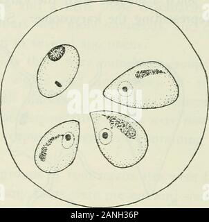 Annales de la médecine tropicale et de parasitologie . varient dans différents spécimens. Certaines formes amiboïdes avec des pseudopodes étaient présents, en particulier dans les 7 heures de cultures (fig. I, C). Ces parasites ont été alsofound, mobiles, sur l'examen des préparations. fresli Souvent les formes arrondies ont montré des signes de l'methodof eremmation par division.. Fig. 2. Corpuscule infectés contenant quatre parasites. La partie supérieure de l'un des quatre est ovale, andis Leishmania-comme ; les trois inférieurs montrent des masses de chromatine lâche. Dans un cas, dans un 15 heures de culture, un likeoval-Leishmania remarquable formulaire a été vu, avec noyau et blepharoplast (Fi Banque D'Images