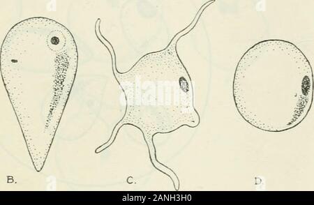 Annales de la médecine tropicale et de parasitologie . Fig. I. Les diverses formes de Babesia cams de la culture. A, B. Deux parasites pyriformes montrant la variation de la position nucléaire. La chromatine lâche également présent.ch. Forme amiboïde. D. forme arrondie. été enregistré dans Babesia canis par Schuberg et Reichenow (1912).La présence d'une très fine membrane nucléaire, mais sometimessuggested à d'autres fois comme une membrane nucléaire est certainlynot bien marquée. Une masse secondaire de la chromatine lâche, d'areticulate ou caractère laineux est également perçu comme décrit à partir de l'bloodby Nuttall et Graham-Smith et par Christophers (1907) en Banque D'Images