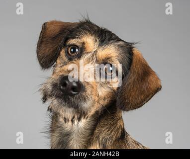 Miniature Dachshund croisé avec un maltais de 17 semaines, Royaume-Uni. Banque D'Images