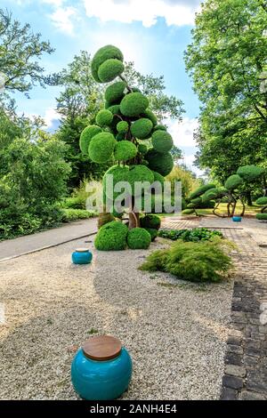 Cryptomeria japonica 'Elegans', la sculpture arbre ou niwaki, France, Loiret, Orleans, Orléans-la-source, le parc floral de la Source // Cryptomeria japo Banque D'Images