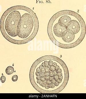 Principes et pratique de la dentisterie opératoire . Fig. 92.-section longitudinale de la lèvre du chaton. X 30. L'ORIGINE, LE DÉVELOPPEMENT, ET LA MORPHOLOGIE DES DENTS. 27 ^^VSr-Z. Division de l'ovule des mammifères (demi) schématique.1, le jaune divisé en deux cellules (globules) withnuclei ; 2, quadruplé ; S, un grand nombre de cellules nucle-tion ; 4, a, b, cellules isolées. établi, et c'est mieux étudié dans l'œuf de poule, la grange-thereoccurs une prolifération rapide de cellules embryonnaires dans le spot germinal ordisk de flatter. Ce disque est composé d'un atfirst de cellules germinales, qui, par le processus d'karyokine-sis-indire Banque D'Images