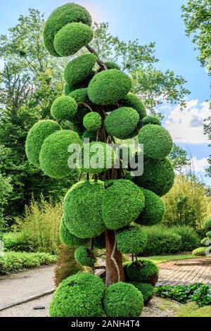 Cryptomeria japonica 'Elegans', la sculpture arbre ou niwaki, France, Loiret, Orleans, Orléans-la-source, le parc floral de la Source // Cryptomeria japo Banque D'Images