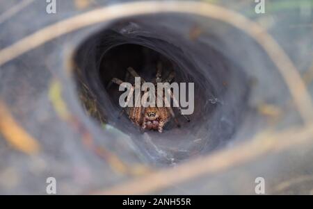 Spanish tarantula tapi dans son antre, le tunnel de la mort. Banque D'Images