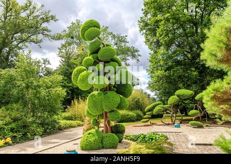 Cryptomeria japonica 'Elegans', la sculpture arbre ou niwaki, France, Loiret, Orleans, Orléans-la-source, le parc floral de la Source // Cryptomeria japo Banque D'Images