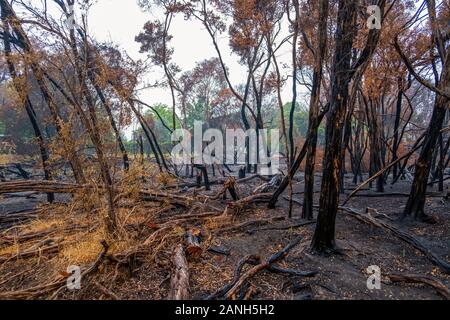 Les arbres et arbustes brûlés après l'incendie de forêt Banque D'Images