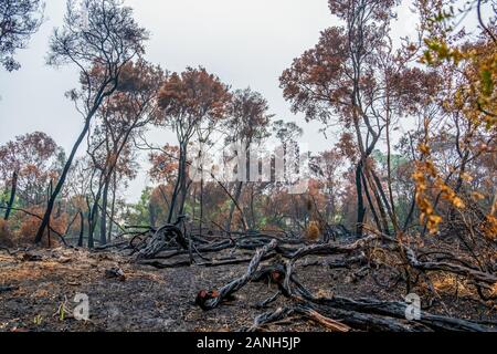 Arbres brûlés après un feu de brousse en Australie Banque D'Images