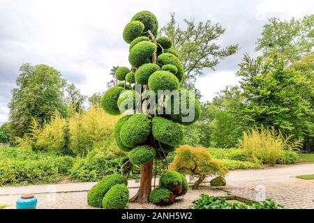 Cryptomeria japonica 'Elegans', la sculpture arbre ou niwaki, France, Loiret, Orleans, Orléans-la-source, le parc floral de la Source // Cryptomeria japo Banque D'Images