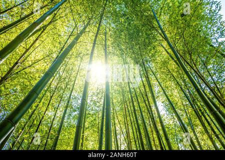 Jusqu'à l'intermédiaire de bambous canopy dans le soleil brillant Banque D'Images