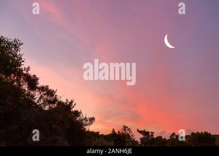 Croissant de lune dans le ciel au coucher du soleil avec des silhouettes d'arbres et copy space Banque D'Images