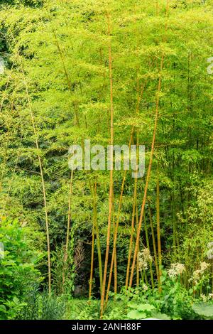 Phyllostachys aureosulcata, la gorge jaune bambou, France, Loiret, Orleans, Orléans-la-source, le parc floral de la Source // Bambous dorés, Phyll Banque D'Images